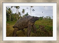Framed Giant Tortoise, Fregate Island, Seychelles