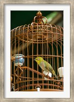 Framed Hong Kong, Bird Garden, Market, Caged pet birds
