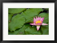 Framed Hong Kong, Chi Lin, Lily pond flower