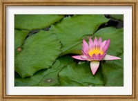 Framed Hong Kong, Chi Lin, Lily pond flower