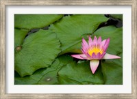 Framed Hong Kong, Chi Lin, Lily pond flower