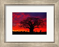 Framed African baobab tree, Tarangire National Park, Tanzania