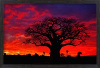 Framed African baobab tree, Tarangire National Park, Tanzania
