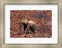 Framed Africa, Namibia, Puros. Desert dwelling elephants of Kaokoland.