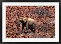 Framed Africa, Namibia, Puros. Desert dwelling elephants of Kaokoland.