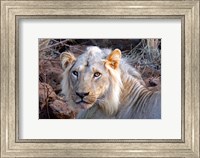 Framed Face of feeding lion, Meru, Kenya