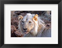 Framed Face of feeding lion, Meru, Kenya