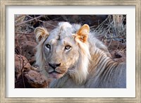 Framed Face of feeding lion, Meru, Kenya