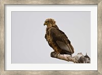 Framed Africa. Tanzania. Bateleur Eagle at Tarangire NP