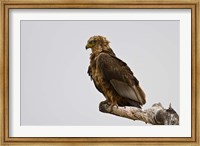 Framed Africa. Tanzania. Bateleur Eagle at Tarangire NP