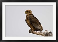 Framed Africa. Tanzania. Bateleur Eagle at Tarangire NP