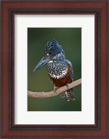 Framed Africa. Tanzania. Giant Kingfisher in Manyara NP.