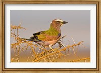 Framed Africa. Tanzania. Rufous-crowned bird, Manyara NP