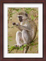 Framed Africa. Tanzania. Vervet Monkey at Manyara NP.