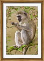 Framed Africa. Tanzania. Vervet Monkey at Manyara NP.