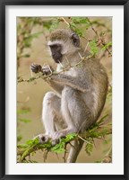 Framed Africa. Tanzania. Vervet Monkey at Manyara NP.