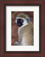Framed Africa. Tanzania. Vervet Monkey in Tarangire NP.