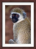 Framed Africa. Tanzania. Vervet Monkey in Tarangire NP.
