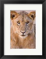 Framed Africa. Tanzania. Young lion in Tarangire NP