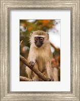 Framed Africa; Malawi; Lengwe National Park; Vervet monkey