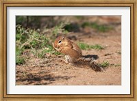 Framed African Ground Squirrel Wildlife, Kenya