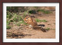 Framed African Ground Squirrel Wildlife, Kenya