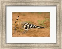 Framed African Hoopoe wildlife, Masai Mara, Kenya