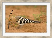 Framed African Hoopoe wildlife, Masai Mara, Kenya