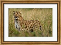 Framed African Leopard hunting in the grass, Masai Mara Game Reserve, Kenya