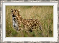 Framed African Leopard hunting in the grass, Masai Mara Game Reserve, Kenya