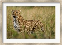 Framed African Leopard hunting in the grass, Masai Mara Game Reserve, Kenya