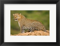 Framed African Leopard, Masai Mara Game Reserve, Kenya