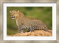 Framed African Leopard, Masai Mara Game Reserve, Kenya
