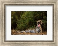 Framed African Leopard, Masai Mara GR, Kenya