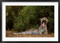 Framed African Leopard, Masai Mara GR, Kenya