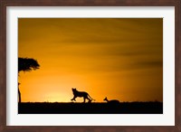 Framed African Lion Chasing Gazelle, Masai Mara, Kenya