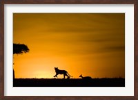 Framed African Lion Chasing Gazelle, Masai Mara, Kenya
