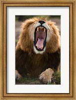 Framed African Lion, Masai Mara GR, Kenya