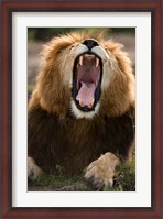 Framed African Lion, Masai Mara GR, Kenya