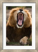 Framed African Lion, Masai Mara GR, Kenya