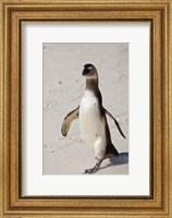 Framed African Penguin, Boulders beach, South Africa