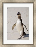 Framed African Penguin, Boulders beach, South Africa