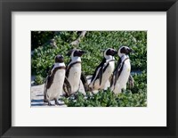 Framed Group of African Penguins, Cape Town, South Africa