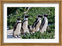 Framed Group of African Penguins, Cape Town, South Africa