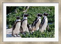 Framed Group of African Penguins, Cape Town, South Africa
