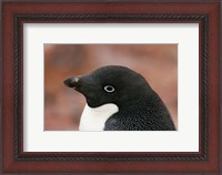 Framed Antarctica, Brown Bluff, Adelie penguin