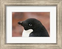 Framed Antarctica, Brown Bluff, Adelie penguin