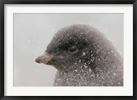 Framed Antarctica, Brown Bluff, Adelie penguin chick