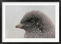 Framed Antarctica, Brown Bluff, Adelie penguin chick
