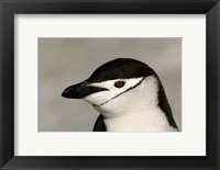 Framed Antarctica, Half Moon Island, Chinstrap penguin